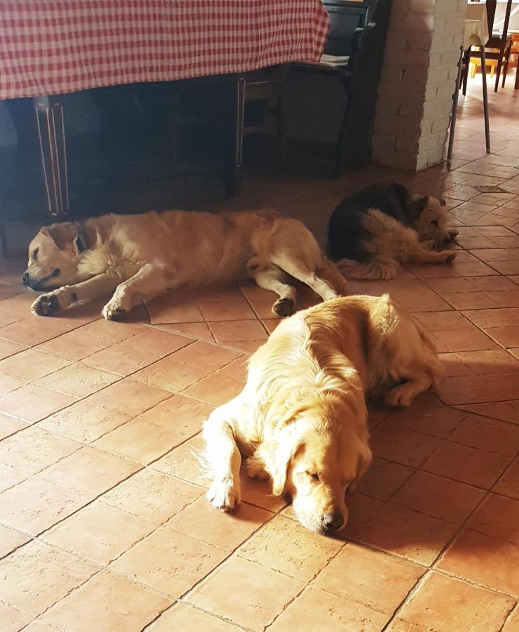 Koczor Winery & Guesthouse バラトンフレド エクステリア 写真